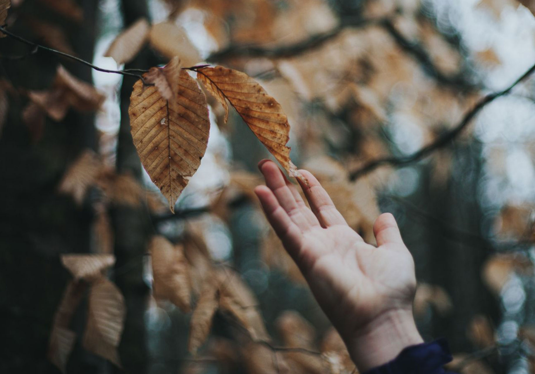 Harvest Moon, Mellow and Autumnal Samples