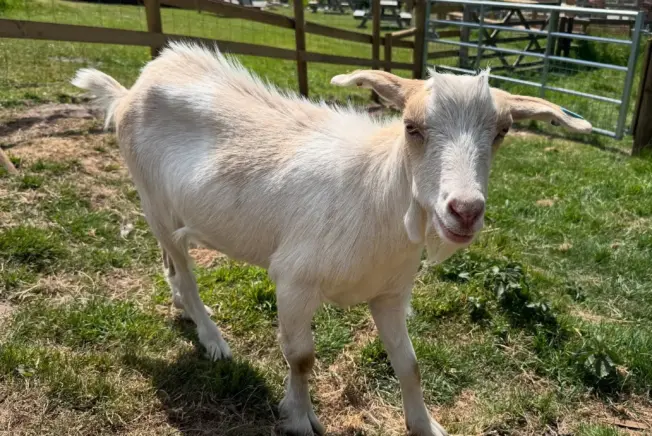 Animal Goat DAP (Facebook)